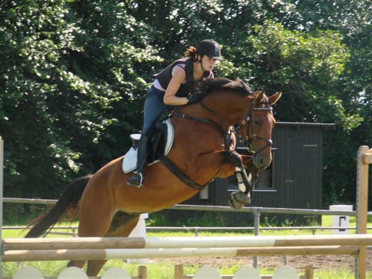 Hannoveraner Hovvejens Avila (Solgt) - Taget på ridelejre i NVR. Taget af Annika.. Tak :) billede 19