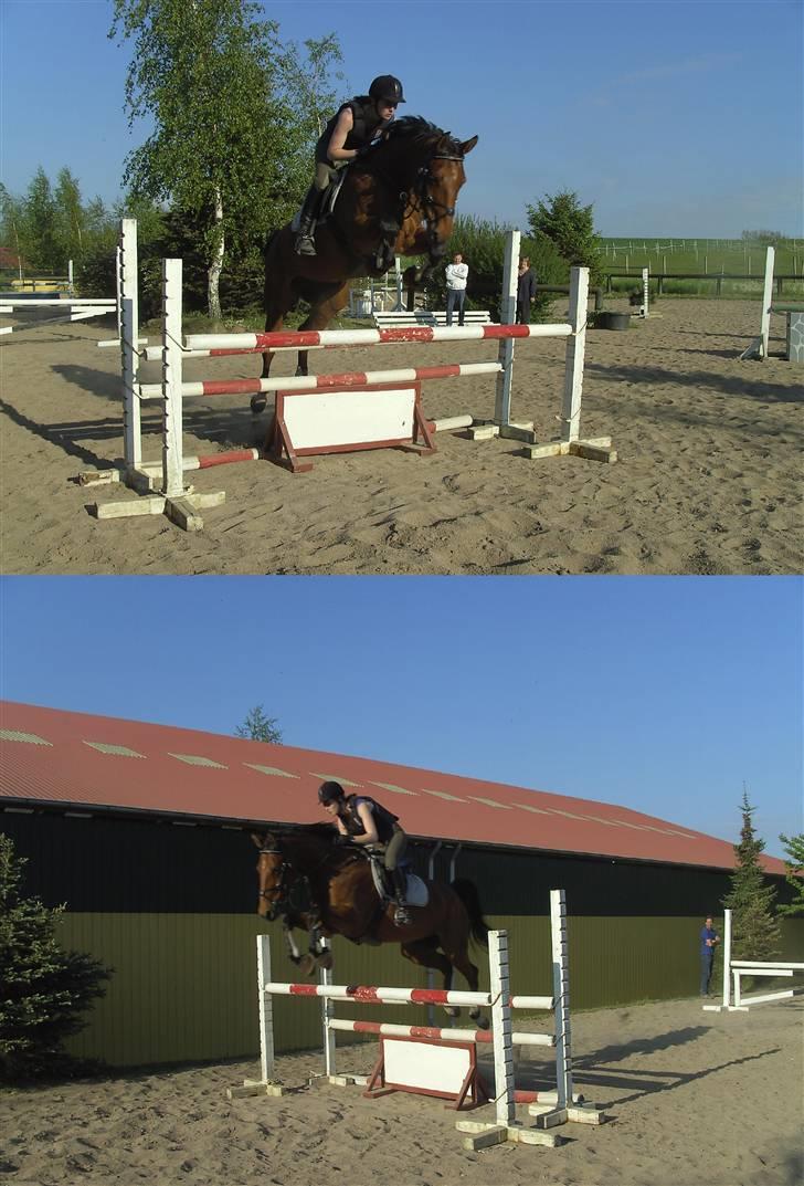 Hannoveraner Hovvejens Avila (Solgt) - springundervisning d. 14 maj 08 billede 20