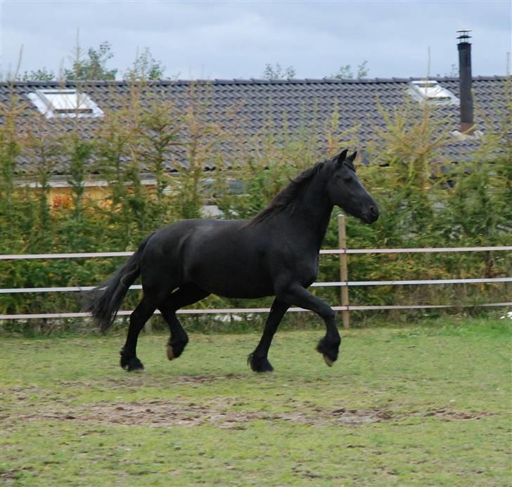 Frieser Talli billede 5