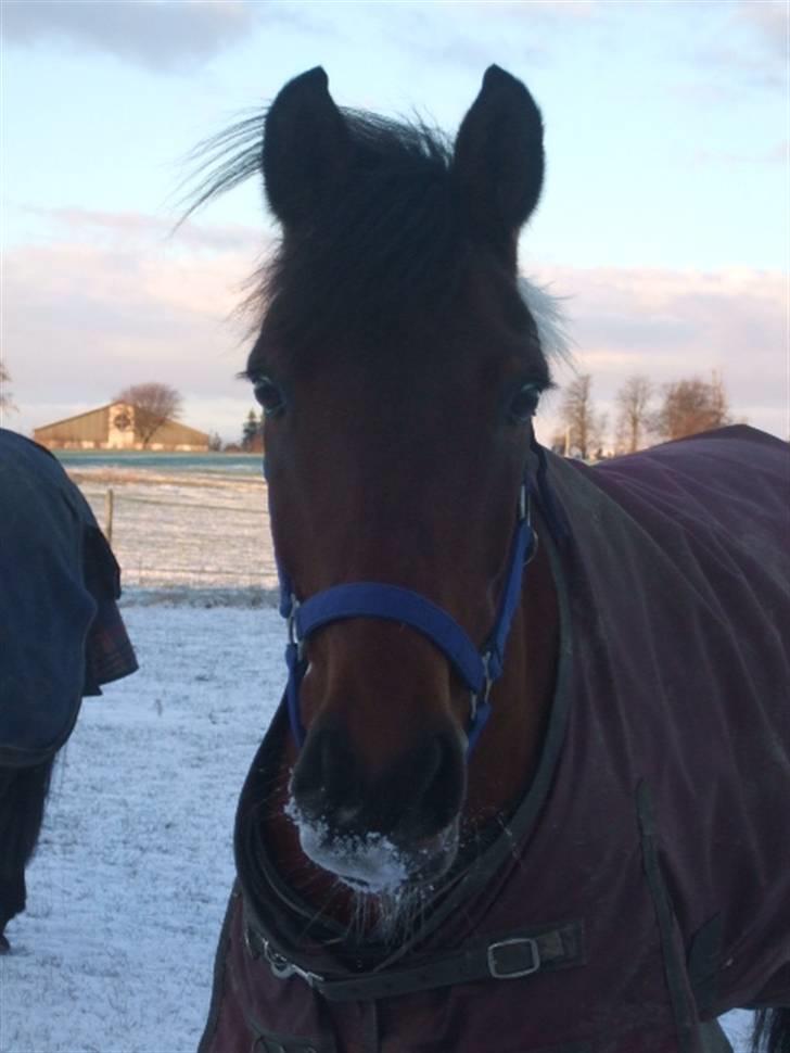 Pinto Indiago Pilekær - diego i den første sne 2008. billede 14