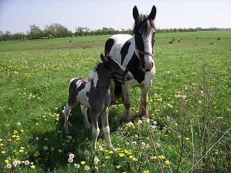 Tinker Engmann´s Chanti Chanel - hvad er det du spiser mor billede 10