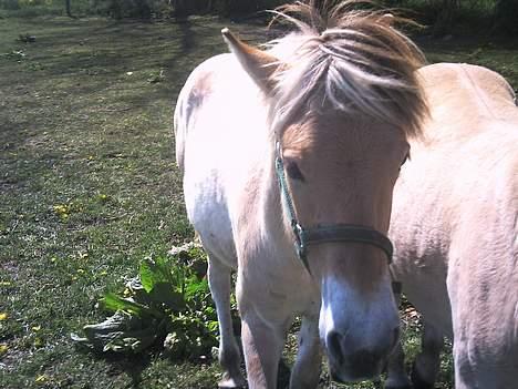 Fjordhest Emil billede 9