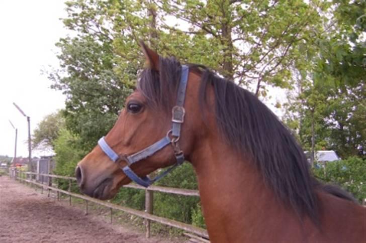 Arabisk fuldblod (OX) Bopart  - Bopart hos hans gamle ejer. billede 10