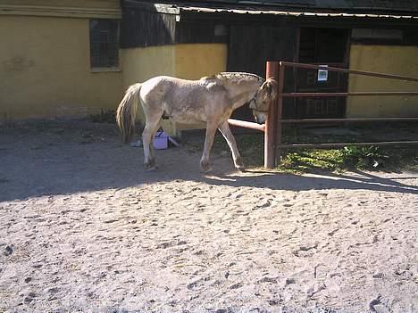 Fjordhest Emil billede 10