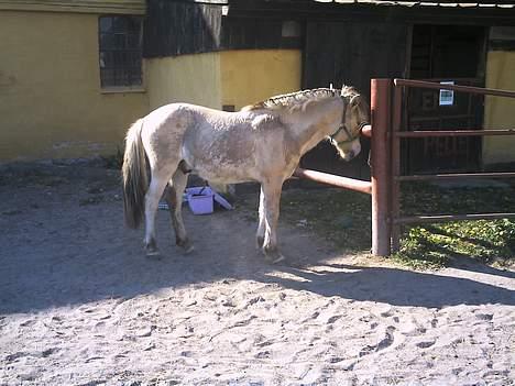 Fjordhest Emil billede 11