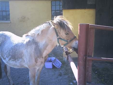 Fjordhest Emil billede 12