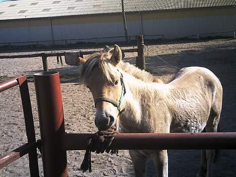 Fjordhest Emil billede 13
