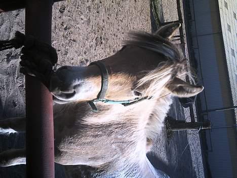 Fjordhest Emil billede 14