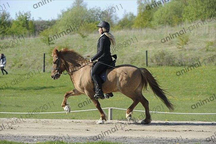 Islænder Landi fra Mols Bjerge - Landi og Caroline - trav 2011 billede 12