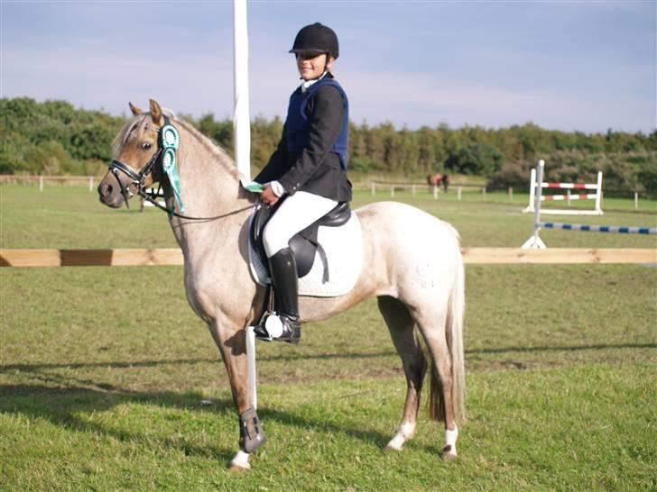 Welsh Pony (sec B) Låddenhøjs Medina SOLGT - Sydjysk mesterskab 2008, placeret som nr. 3 !!! billede 1