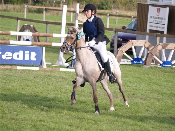 Welsh Pony (sec B) Låddenhøjs Medina SOLGT - Æresrunde sydjysk mesterskab 2008 billede 3