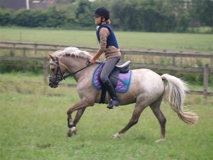 Welsh Pony (sec B) Låddenhøjs Medina SOLGT - Almindelig træning billede 4