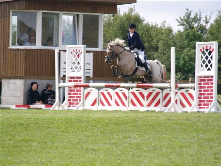 Welsh Pony (sec B) Låddenhøjs Medina SOLGT billede 5