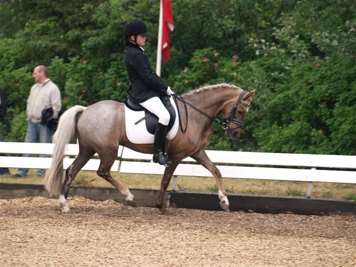 Welsh Pony (sec B) Låddenhøjs Medina SOLGT - Sydjysk mesterskab i dressur 2008 billede 6