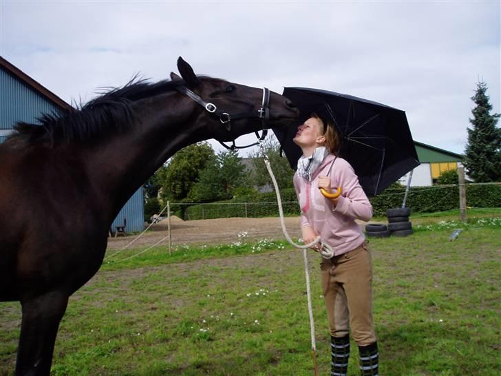 Dansk Varmblod Castello (†08) - .. You can stand under my umbrella ;b  billede 10