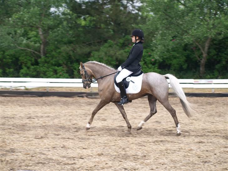 Welsh Pony (sec B) Låddenhøjs Medina SOLGT - Sydjysk mesterskab i dressur 2008 billede 8