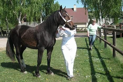 Welsh Cob (sec D) De Busies Bound for Glory billede 12