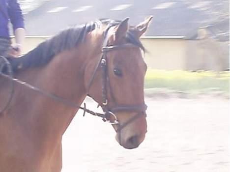 Dansk Varmblod Enggaards Liro (SOLGT) <3 - <3 billede 8