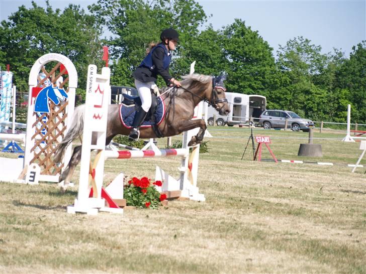 Welsh Pony (sec B) Låddenhøjs Medina SOLGT - Sydjysk mesterskab for hold 2008 billede 9