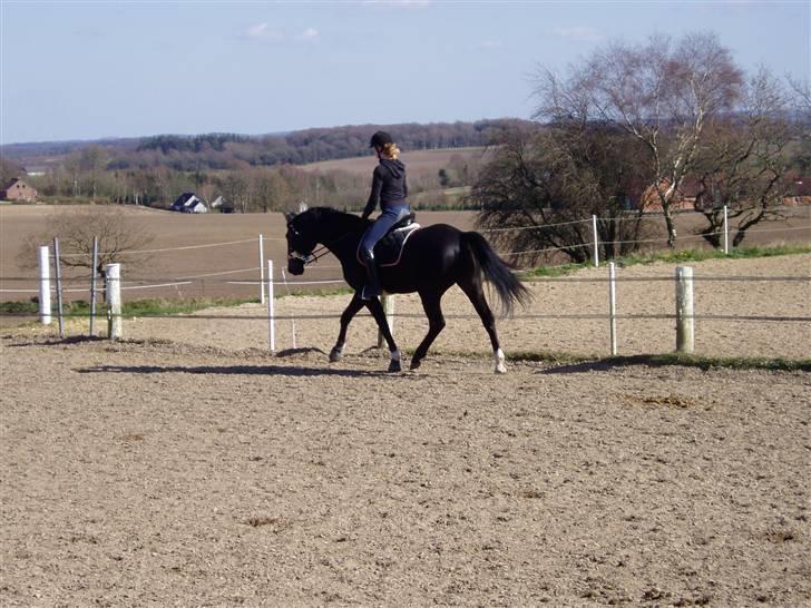 Dansk Varmblod Castello (†08) - .. Ridning i det dejlige vejr :) billede 12