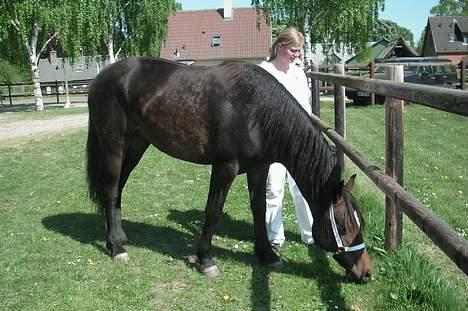 Welsh Cob (sec D) De Busies Bound for Glory billede 13