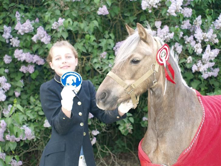 Welsh Pony (sec B) Låddenhøjs Medina SOLGT - Vinder af LA1 dressur med 67,5% maj 2008 billede 10