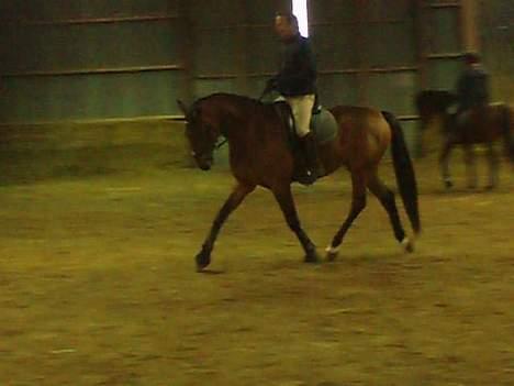 Dansk Varmblod Enggaards Liro (SOLGT) <3 - med berider igen (Taget fra en video) billede 9