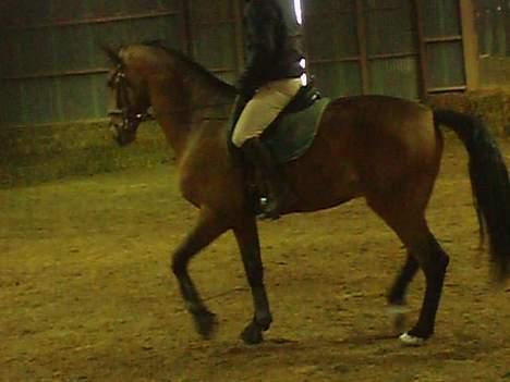 Dansk Varmblod Enggaards Liro (SOLGT) <3 - Med berideren igen. Liro den lille hidsig prop :P billede 10