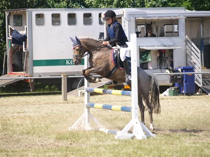 Welsh Pony (sec B) Låddenhøjs Medina SOLGT - Sydjysk mesterskab for hold 2008 billede 11