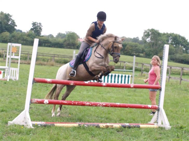 Welsh Pony (sec B) Låddenhøjs Medina SOLGT - Almindelig træning billede 12
