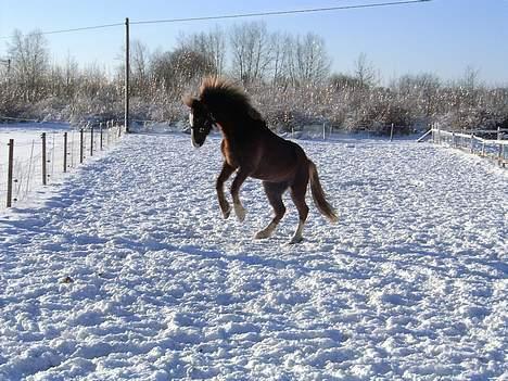 Anden særlig race Sunny - Elsker det billede <3 billede 1