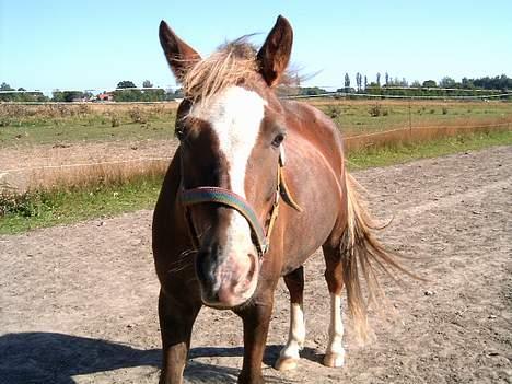 Anden særlig race Sunny - Flere gulerødder? *Angel* billede 2