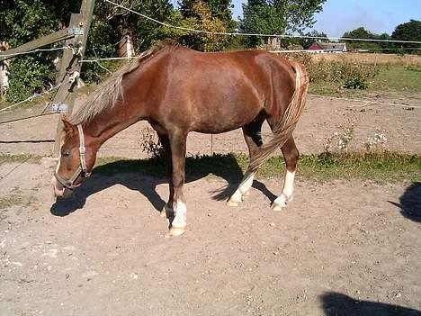 Anden særlig race Sunny - *Snuser*...... billede 3