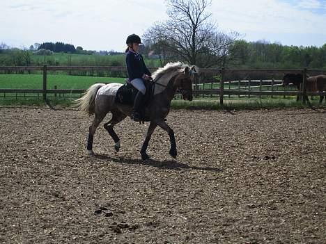 Welsh Pony (sec B) Låddenhøjs Medina SOLGT billede 13