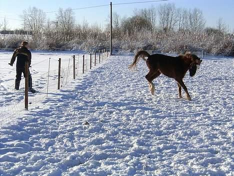 Anden særlig race Sunny - Forsvind, forsvind, menneske! xD billede 4