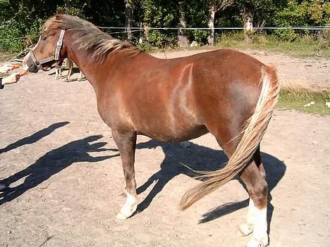 Anden særlig race Sunny - Uuh. Flot hest? :) billede 5