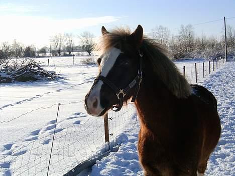 Anden særlig race Sunny - Jah, hvor ser jeg flot ud i det lys. xD billede 6