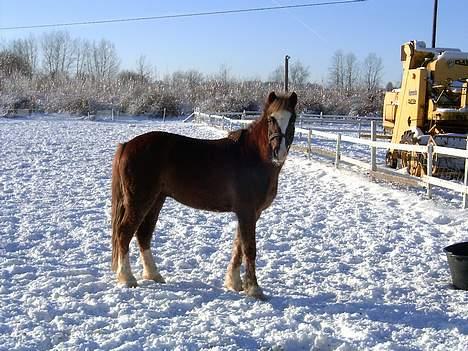 Anden særlig race Sunny - Hva´ var det? billede 7