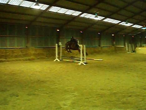 Dansk Varmblod Enggaards Liro (SOLGT) <3 - os et af de første spring! Med vickie. Liro ved godt man skal passe på ikke at ramme hihi billede 11