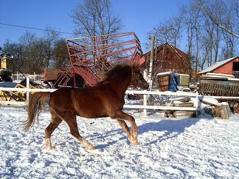 Anden særlig race Sunny - Yiiihaar, her kommer jeg! billede 8