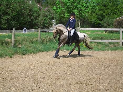 Welsh Pony (sec B) Låddenhøjs Medina SOLGT billede 14