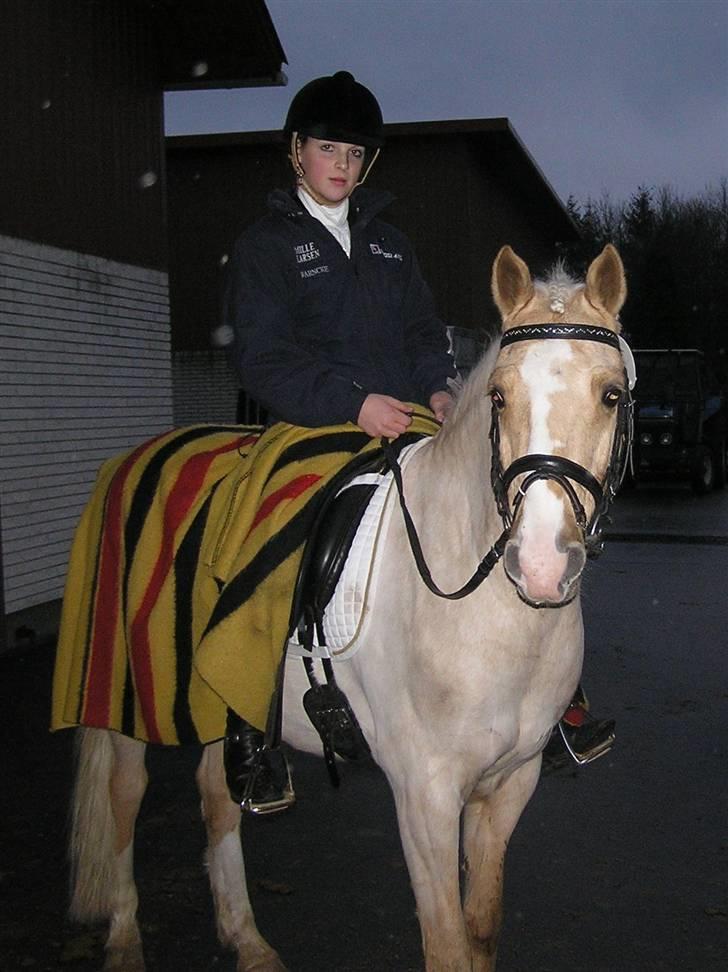 Palomino Bardegård's Monty(R.I.P) - Første stævne 2008 .. lige blevet færdig med la 1.. Stævne i skårupgård (fotograf Helle.) billede 1