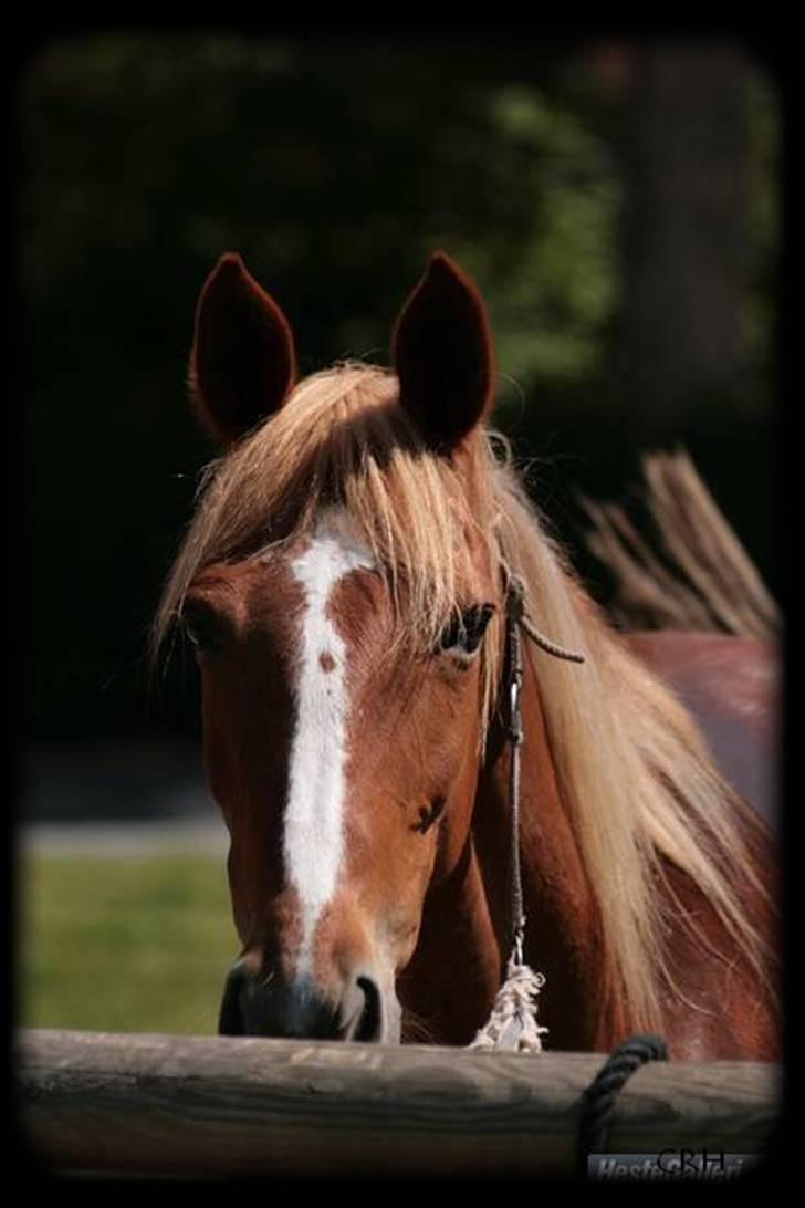 Traver Charmaine *mit alt* billede 4