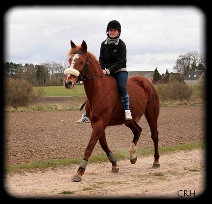 Traver Charmaine *mit alt* billede 5