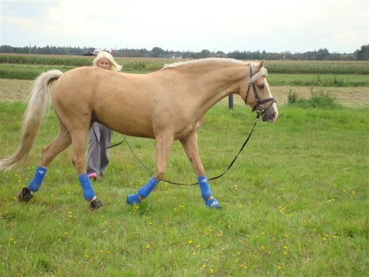 Palomino Bardegård's Monty(R.I.P) - 16-09-08 Monne drengen er skadet billede 2