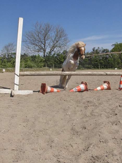 Shetlænder Bailey - #3 Springning billede 3