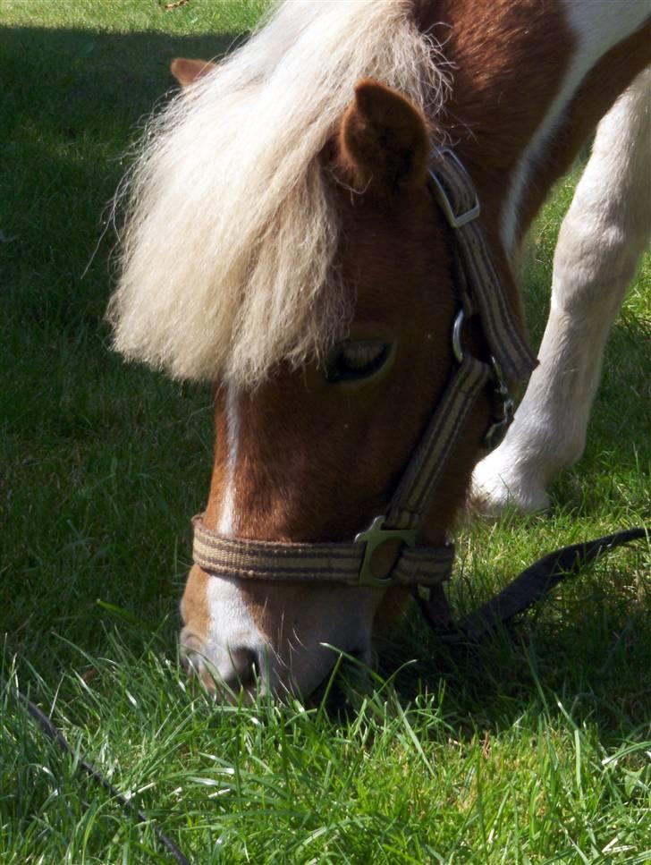 Shetlænder Bailey - #7 Hjemme og smage om græsset er godt billede 7