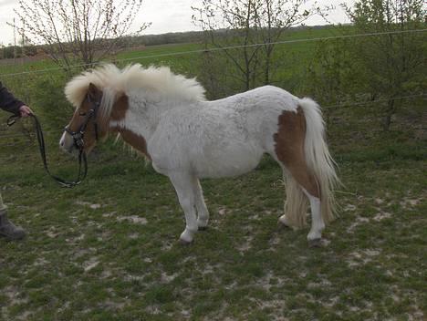 Shetlænder Bailey - #8 Hele kroppen billede 8