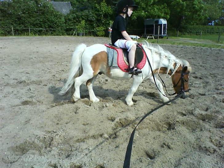 Shetlænder Bailey - #9 Bailey nu som ride hest, med støvsugning. billede 9