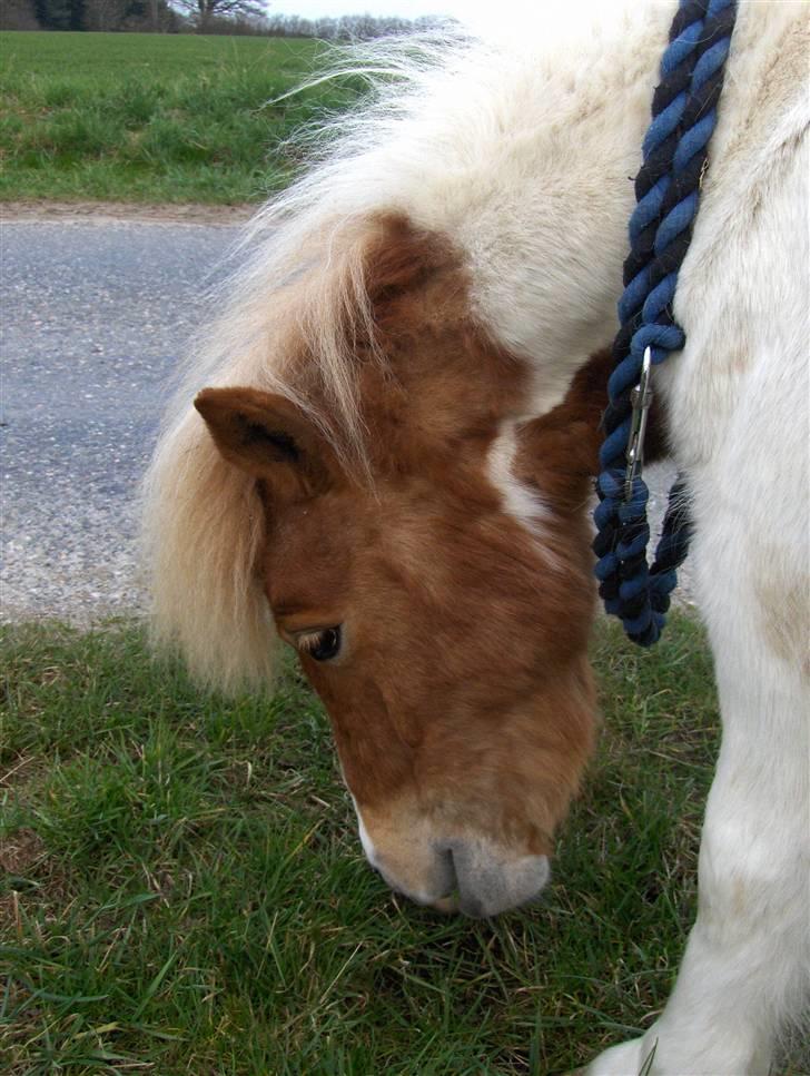 Shetlænder Bailey - #11 Han har det blideste udtryk. billede 11